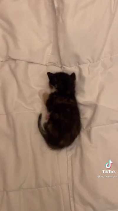 That's their bed now