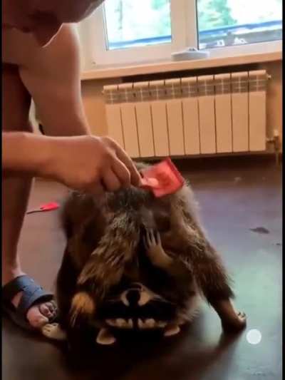 Задоньте мне на енота