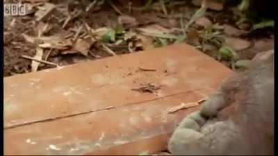 One of my favorite monke videos. I’ve got over 50 saved to my phone if anyone wants some premium monke content