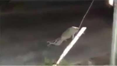 Man helps injured dog