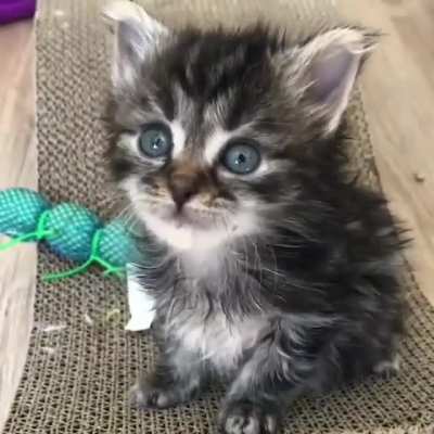 FEED ME!!!!