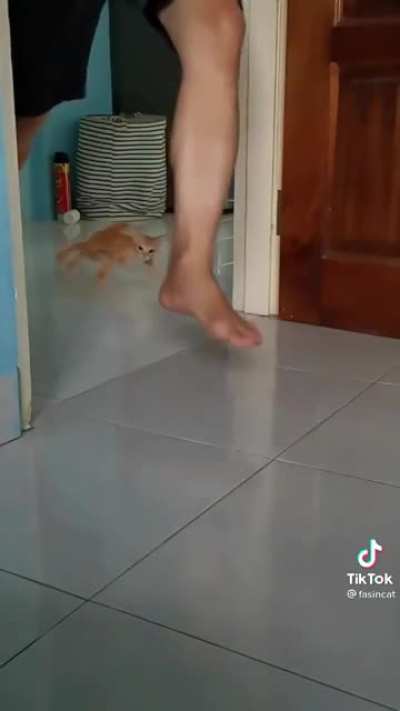 Kitten drift