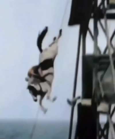 Horse diving was a sport in 1920's.