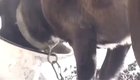 before that, I thought that animals don't use drugs...