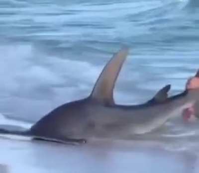 Bunch of drunk guys find a shark and think it's cool to put a hook in it's mouth
