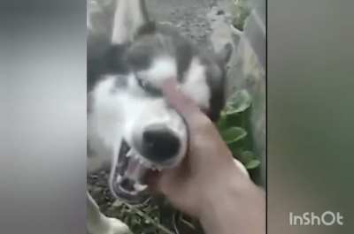 Learning to play the husky