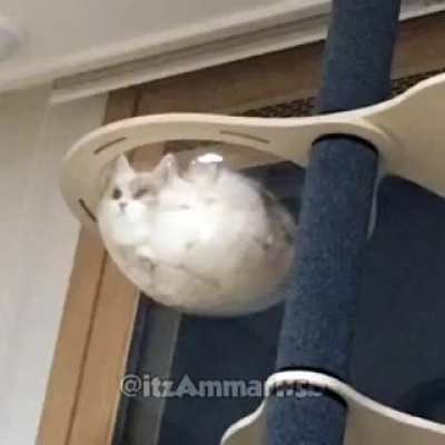 Outro video de gato( nenhum gato se machucou nesse video)