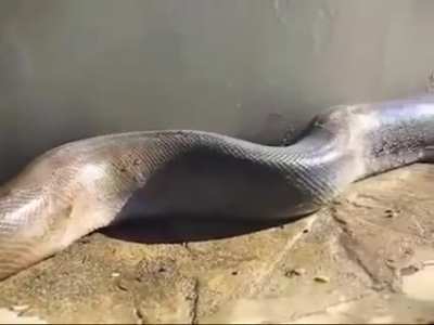 giant snake