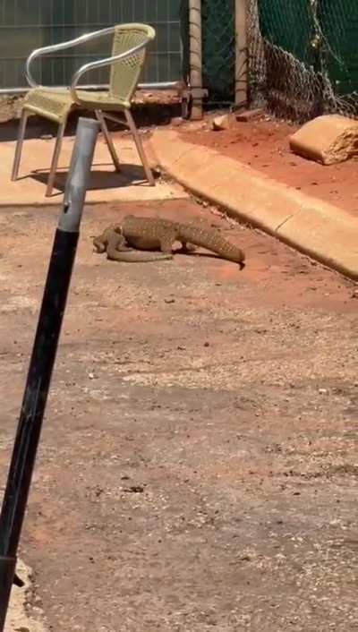 [OC] A slow dance in the red dust two goannas courting in WA.