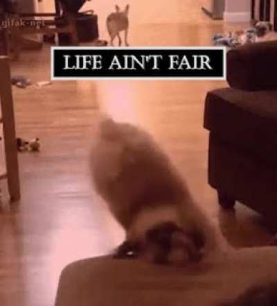 Doggo vs. Couch