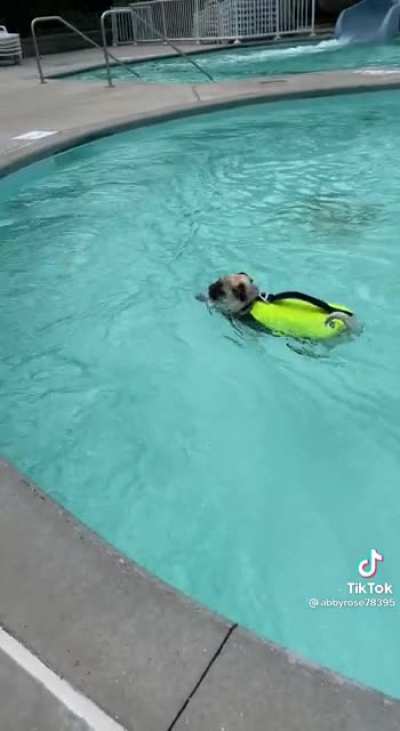 Doggy swim time