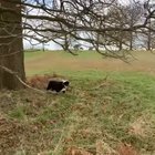 Need big stick