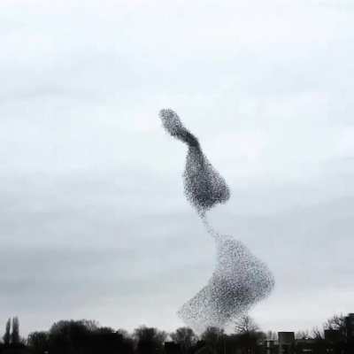 🔥 A murmuration of starlings. 🔥