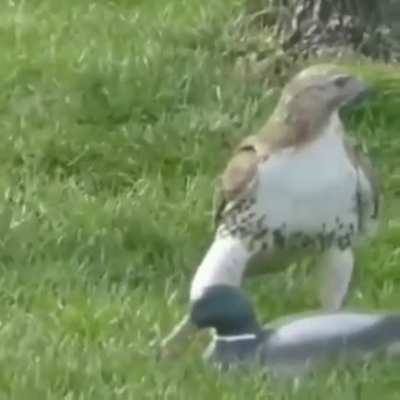 hmm