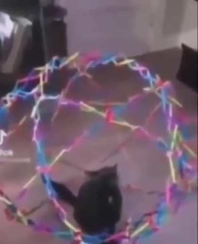 Cat Gets Smooshed