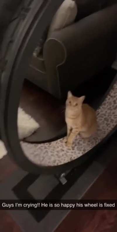 Бодренький кошачок