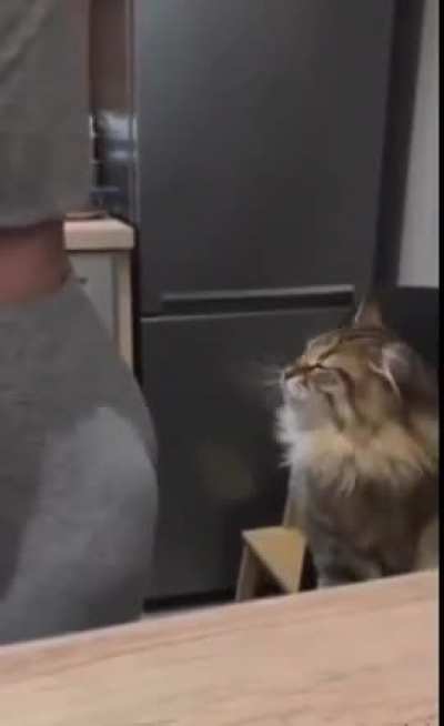 moldy hungry catbro