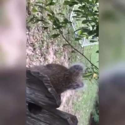 This Squirrel managed to get his nutsack caught in this fence, trapping him there.