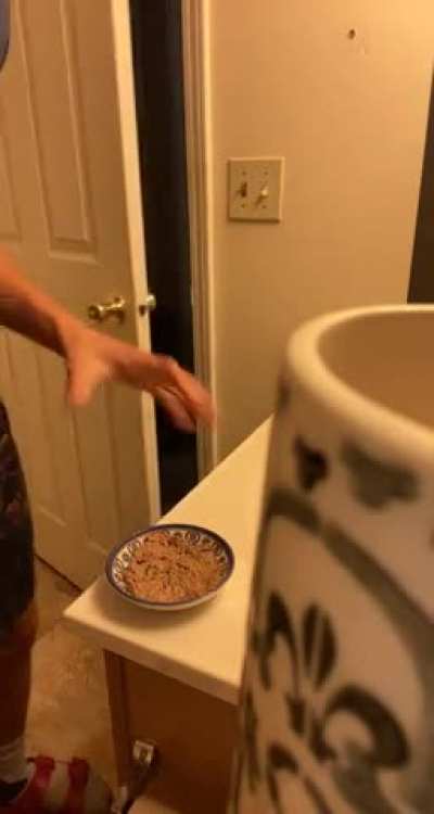 So I prepare my cats food in my bathroom to avoid them nibbling while I’m making it. They are well aware of this. I am a slave.