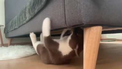 Possessedkitty