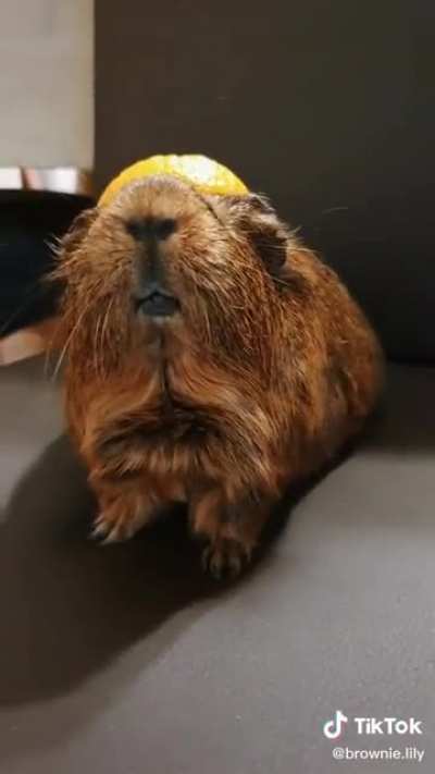 Guinea pig gets an orange hat