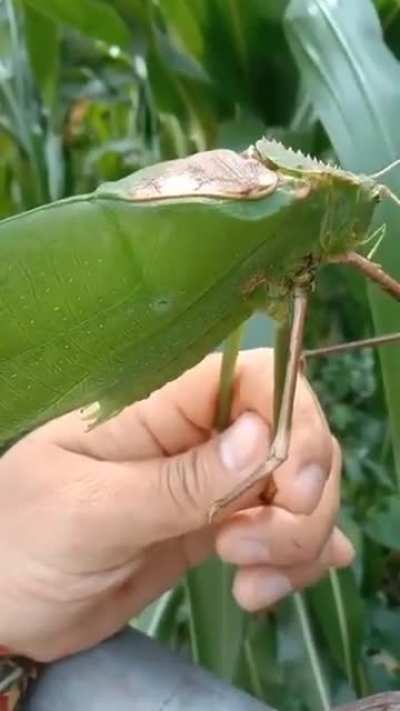 The Giant Malaysian Katydid is a species of carnivorous giant katydid native to Malaysia. It is one of the largest insects in the known world, they grow to an impressive 15 cm (6 in) with a 25 cm (10 in) wingspan.
