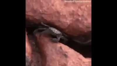 Gangsta Crab