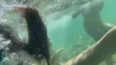 Alexandra Daddario filming her big tits while swimming