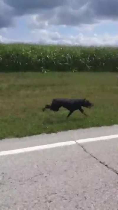 running the dogs