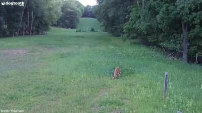 Deer saves rabbit by killing hawk.