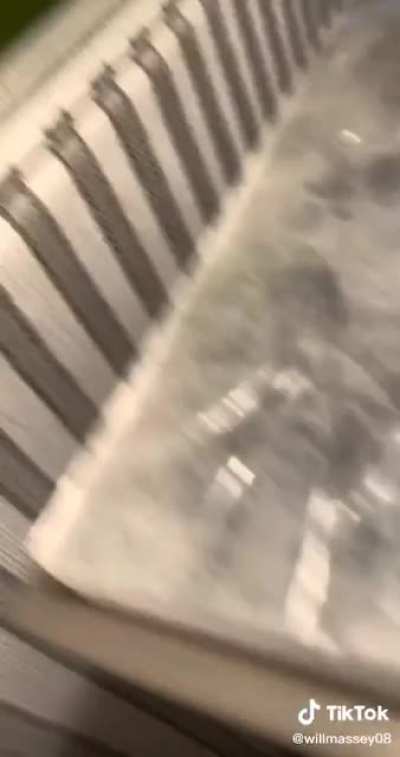 🦈