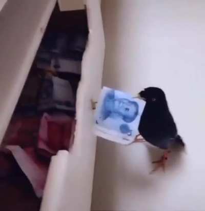A bird dropping by for a visit