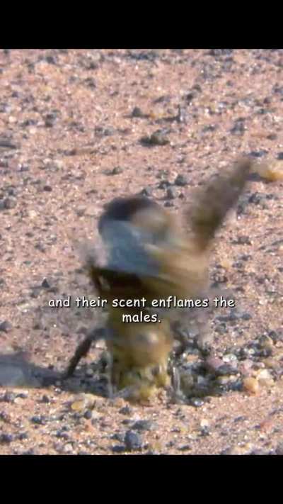 Male Dawson's burrowing bees, one of the largest bees in the world, will frenzy-kill each other until there are only a few lucky ones left to mate with the female bees. The violence is so severe that even some of the female bees will be accidentally kille