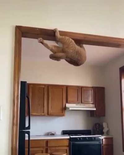 Spoodercatto