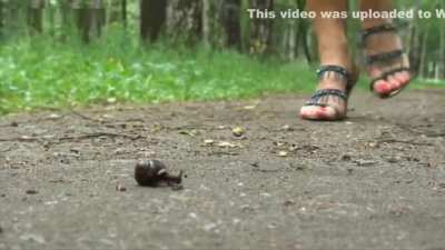 snails walkover👠