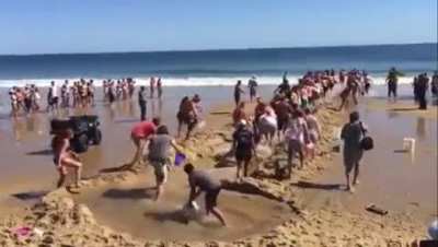 People help White Shark back to its habitat