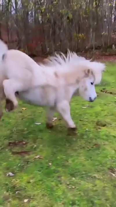 [OC] Cute Pegasus.