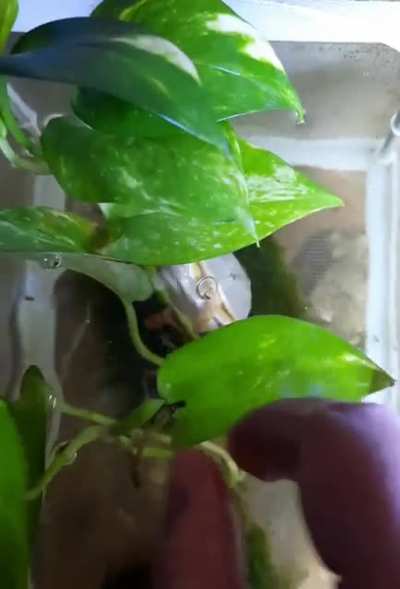 Nom nom