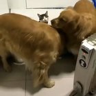 Golden Oreo