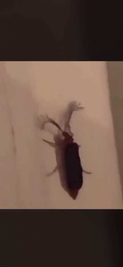 Eye lash bug