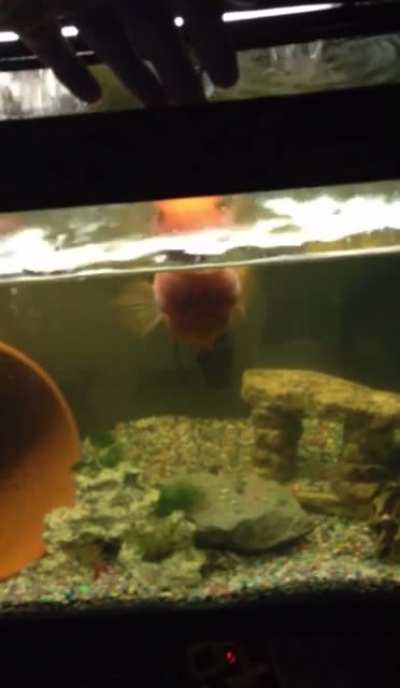 Aww, are you camera shy?