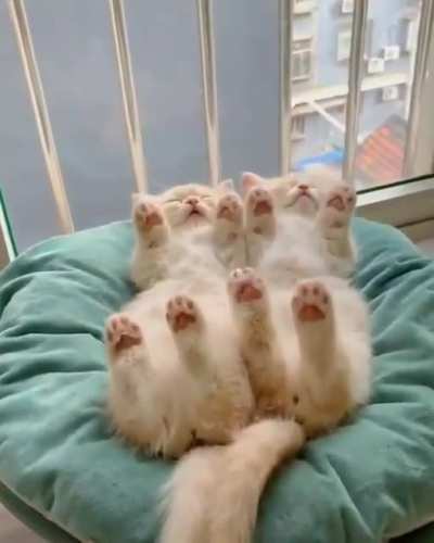 Feet