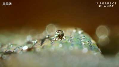 The Amazon pygmy gecko, which grows to a length of 24mm, has remarkable superhydrophobic skin which enables it to stay waterproof and afloat during seasonal flooding in the Amazon rainforest. Millions of tiny dermal hairs help the gecko stay above water, 
