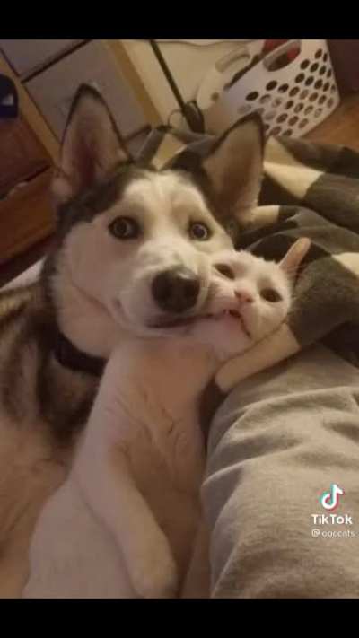 Sending some kitties your way