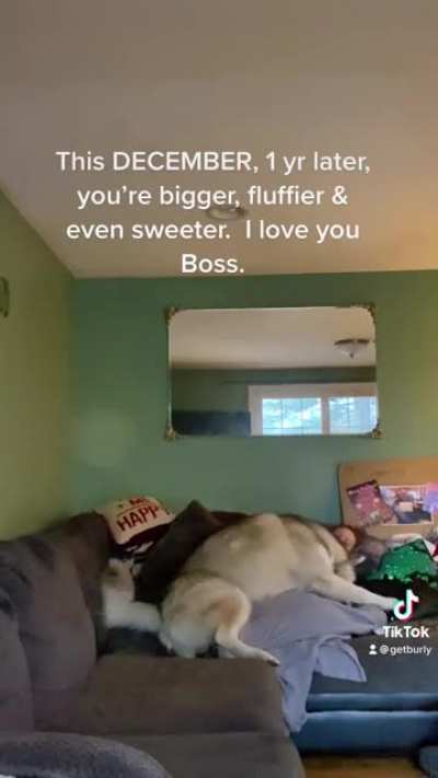 Alaskan Malamutes💙🐾