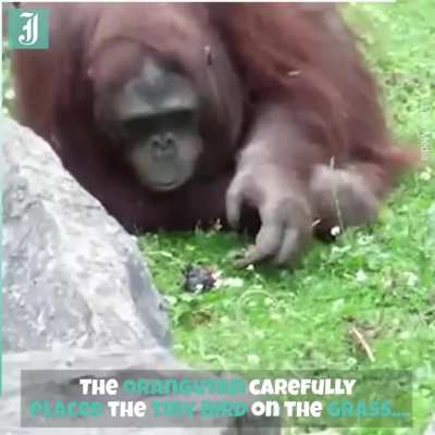 Orangutan rescues a tiny bird