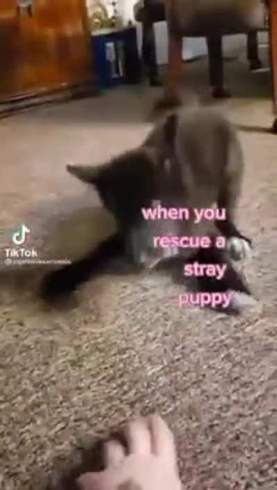 What a cute puppy... ohh no