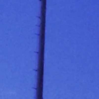 Recorded in Fort Collins, Colorado this morning while I was watching the full moon set👽🌕