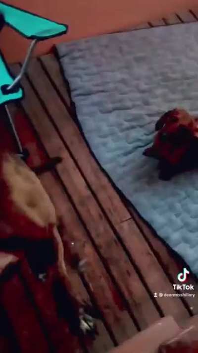 Good dog happy dance