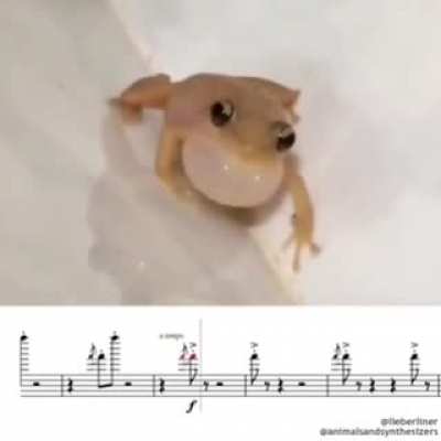 Grenouille